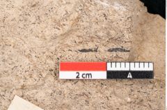 Foto (Detailansicht) von Araucaria sternbergii Goeppert (NHMW-GEO-2024-0188-8298)